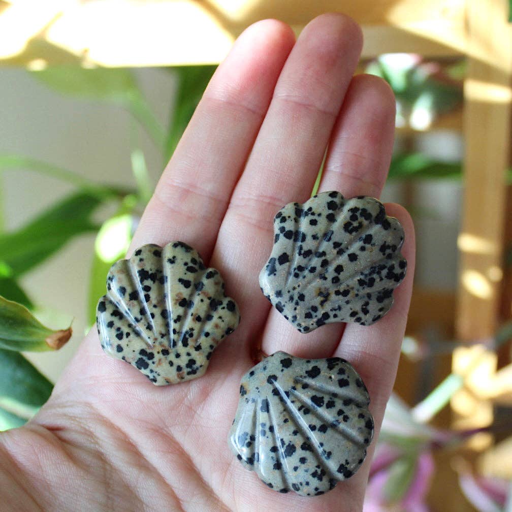 Dalmatian Jasper Scallop