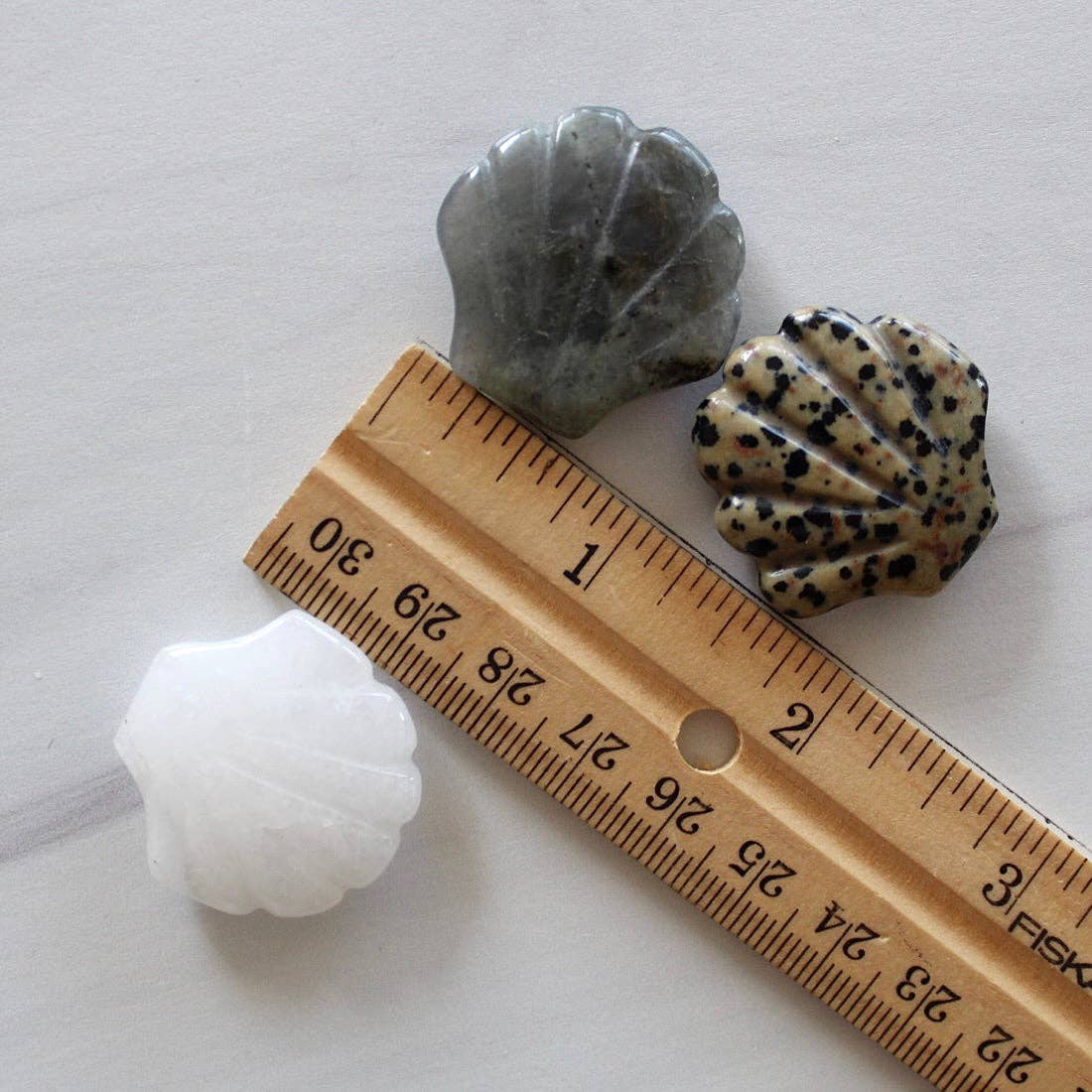 Dalmatian Jasper Scallop